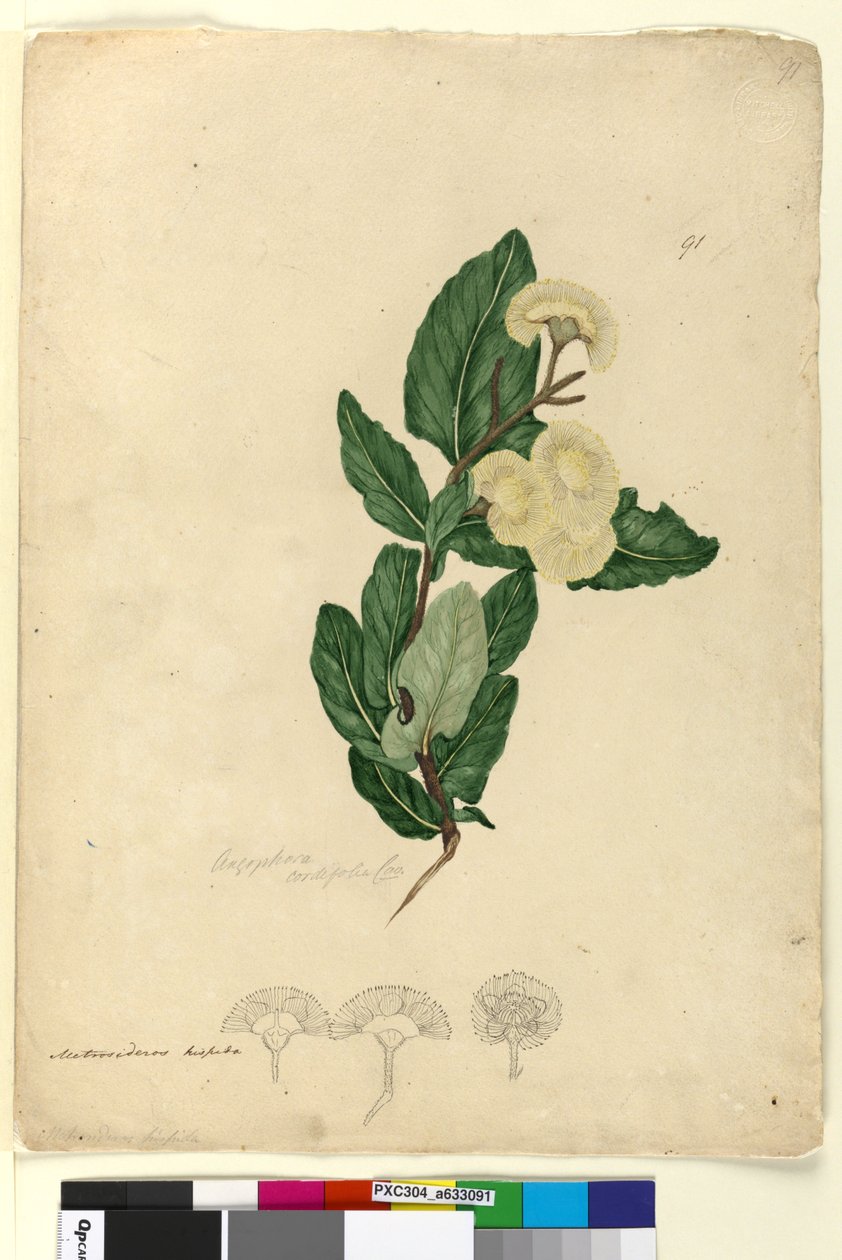Page 91. Angophora cordifolia，c.1803-06（wc，钢笔，墨水和铅笔） 作者 约翰·威廉·莱温