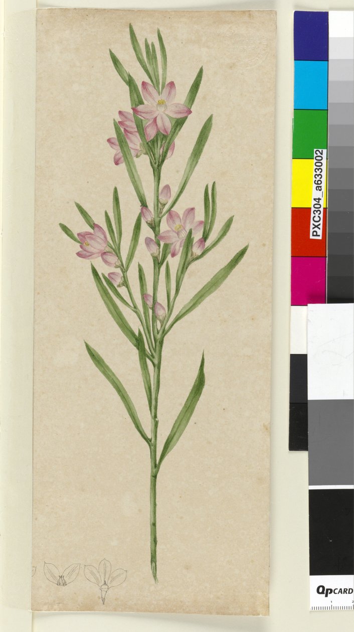 身份不明的植物，c.1803-06（wc，钢笔，墨水和铅笔） 作者 约翰·威廉·莱温