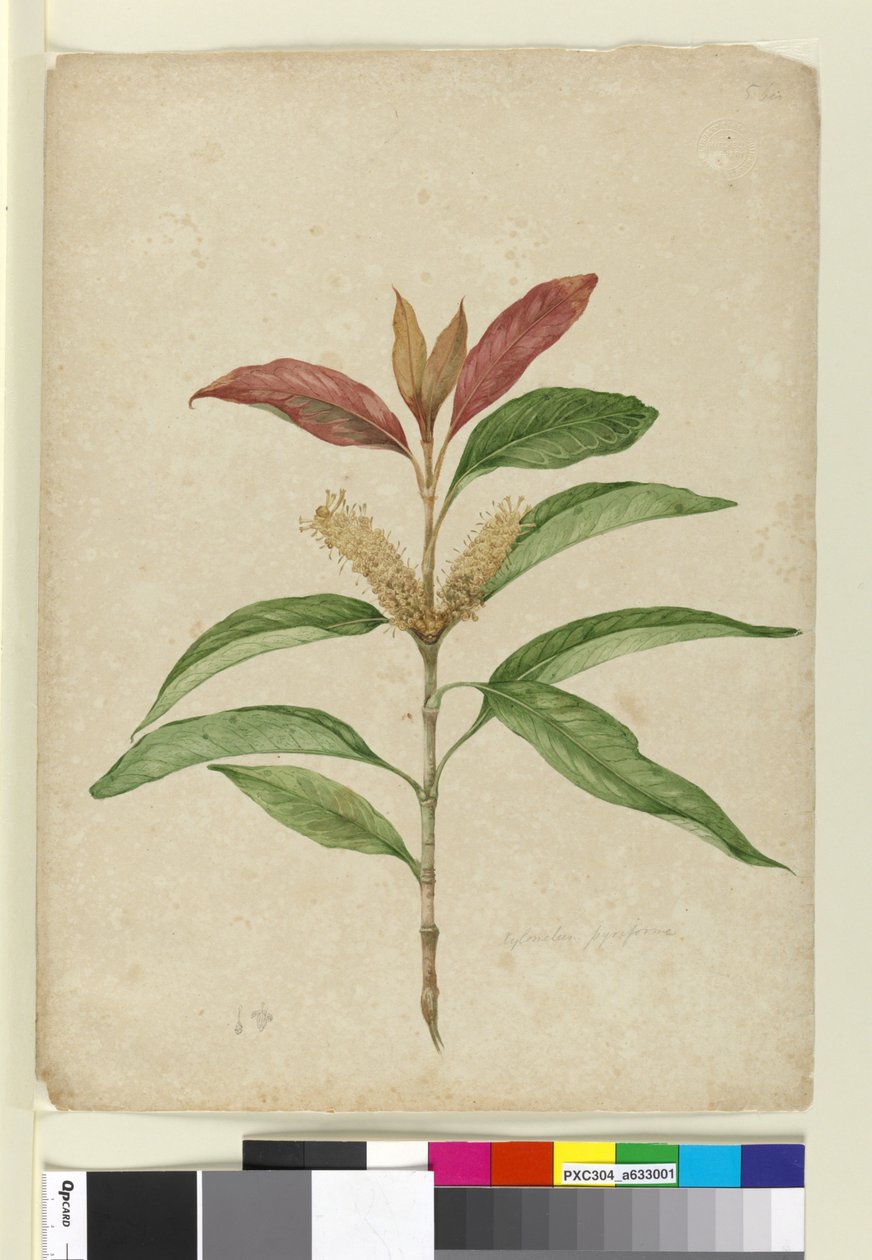 Xylomelum pyriforme，c.1803-06（wc，钢笔，墨水和铅笔） 作者 约翰·威廉·莱温