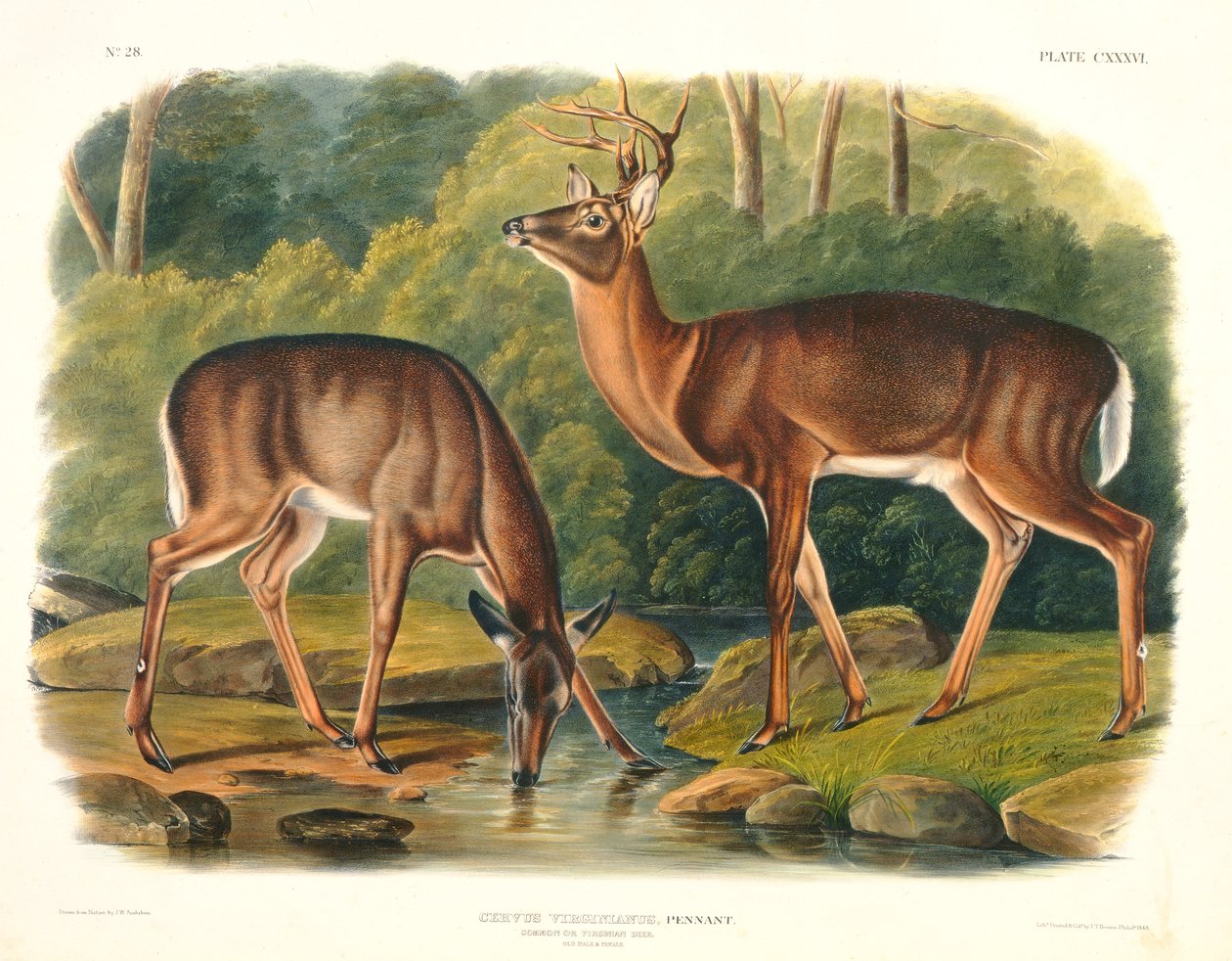 Cervus Virginianus（普通鹿或弗吉尼亚鹿），来自&39;北美四足动物&39;的136号板，由John T. Bowen（1801-c.1856）雕刻，1848年 作者 约翰·伍德豪斯·奥杜邦