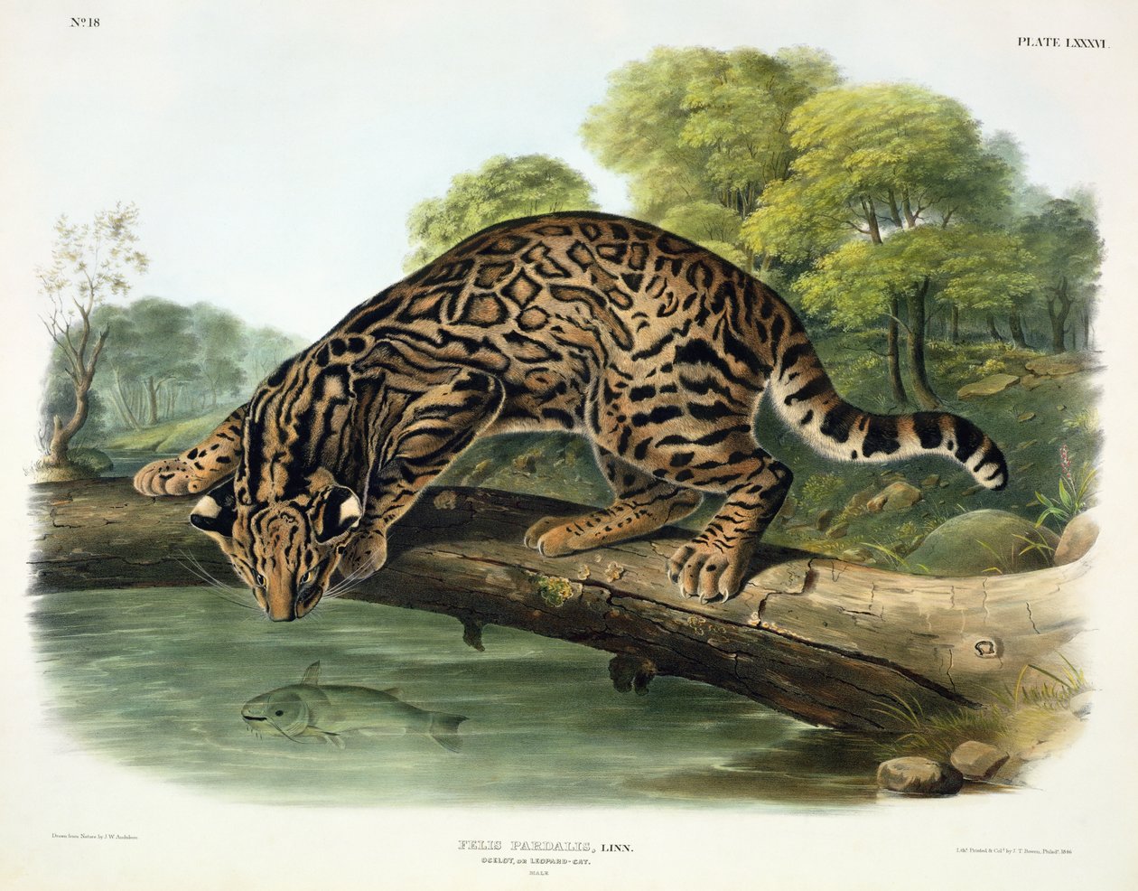 Felis Pardalis（Ocelot或Leopard-Cat），来自&39;北美四足动物&39;的86号板，由John T. Bowen（1801-c.1856）雕刻，1846年 作者 约翰·伍德豪斯·奥杜邦