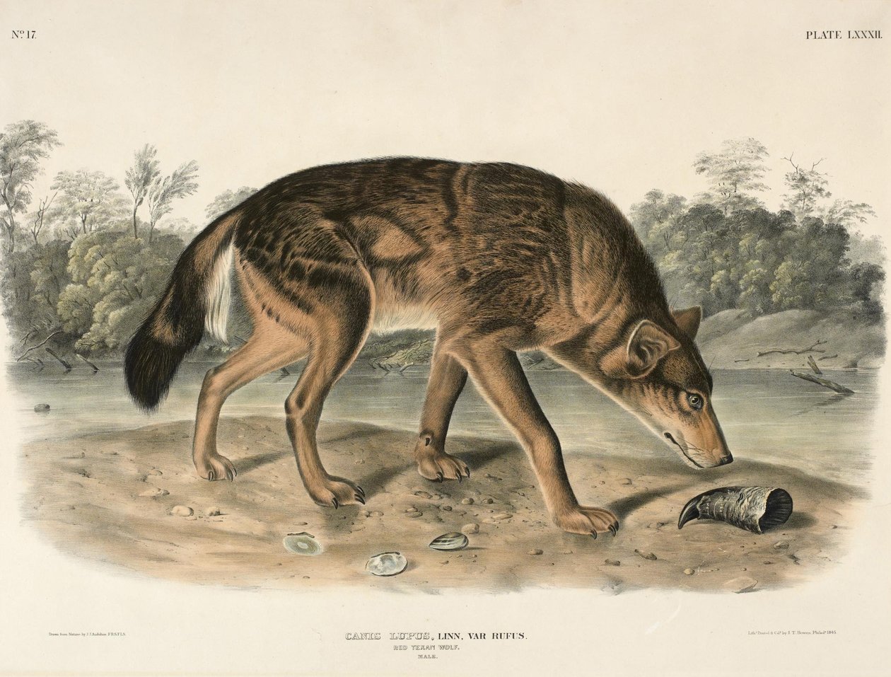 红色德克萨斯狼（Canis Lupus） 作者 约翰·伍德豪斯·奥杜邦