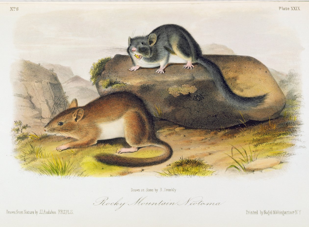 Rocky Mountain Neotoma，来自&39;北美四足动物&39;的板块29，由R. Trembly雕刻 作者 约翰·伍德豪斯·奥杜邦