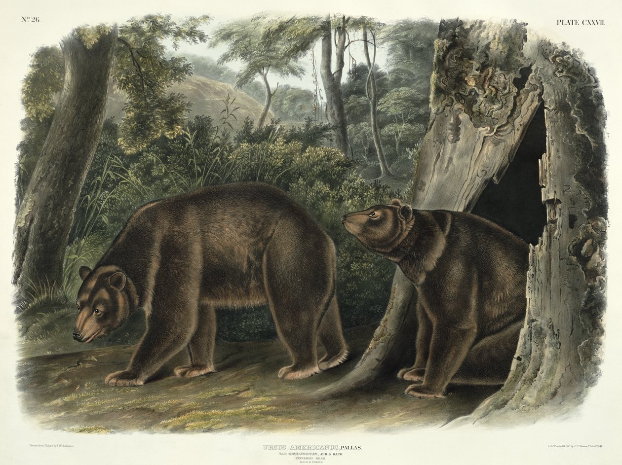 Ursus Americanus，var。 Cinnamonum（Cinnamon Bear），来自&39;Quadrupeds of North America&39;的127号板，由John T. Bowen（1801-c.1856）雕刻，1847年 作者 约翰·伍德豪斯·奥杜邦