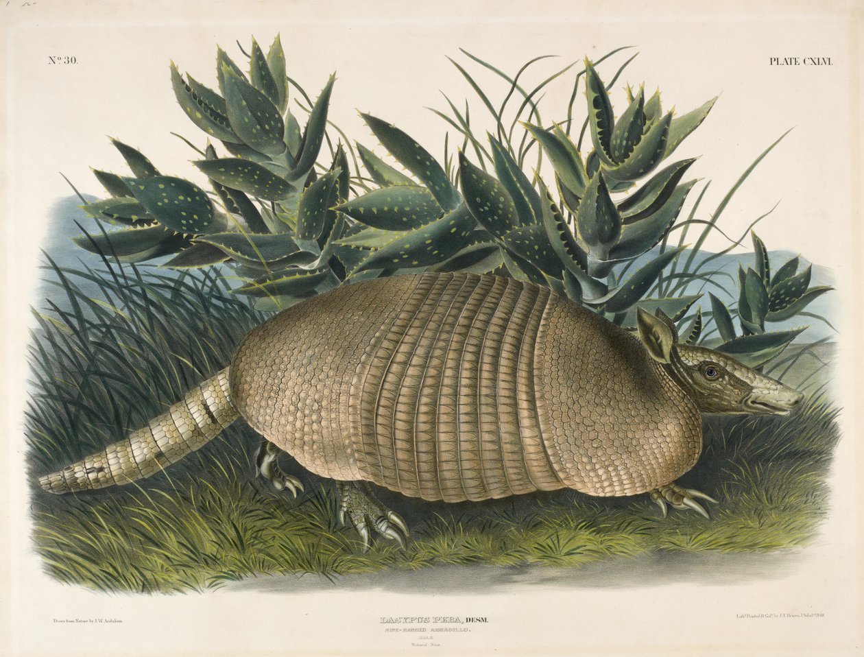 十八犰狳（Dasypus Peba），1848年（手工彩色石版画） 作者 奥杜邦之后的约翰·伍德豪斯