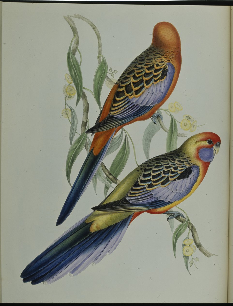 阿德莱德鹦鹉（Platycercus Adelaidiae）（手绘石版画） 作者 约翰（继）古尔德