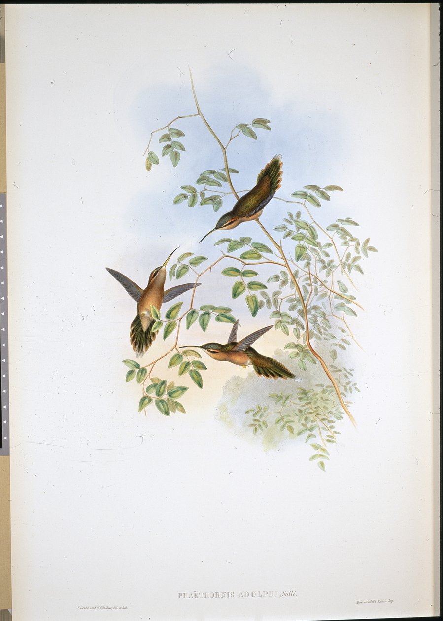 阿道夫的隐士（Phaethornis Adolphi）（手绘石版）。 作者 约翰（继）古尔德