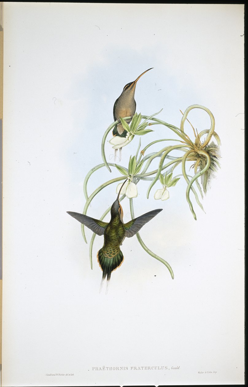 盟军隐士（Phaethornis Fraterculus）（手绘石板画 作者 约翰（继）古尔德