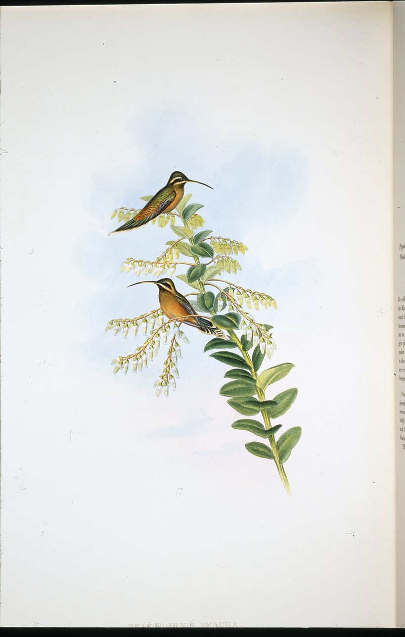隐士(Phaethornis Amaura)(手绘版) 作者 约翰（继）古尔德