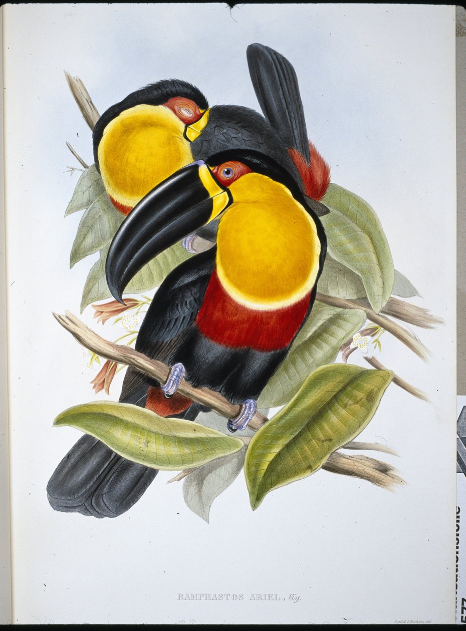 Ariel Toucan (Ramphastos Ariel)（手绘石版画） 作者 约翰（继）古尔德
