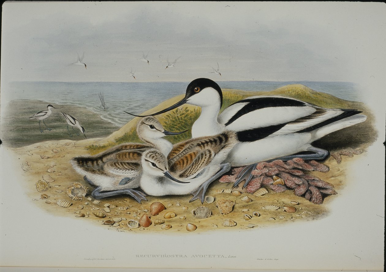 Avocet (Recurvirostra Avocetta)（手绘石版画） 作者 约翰（继）古尔德