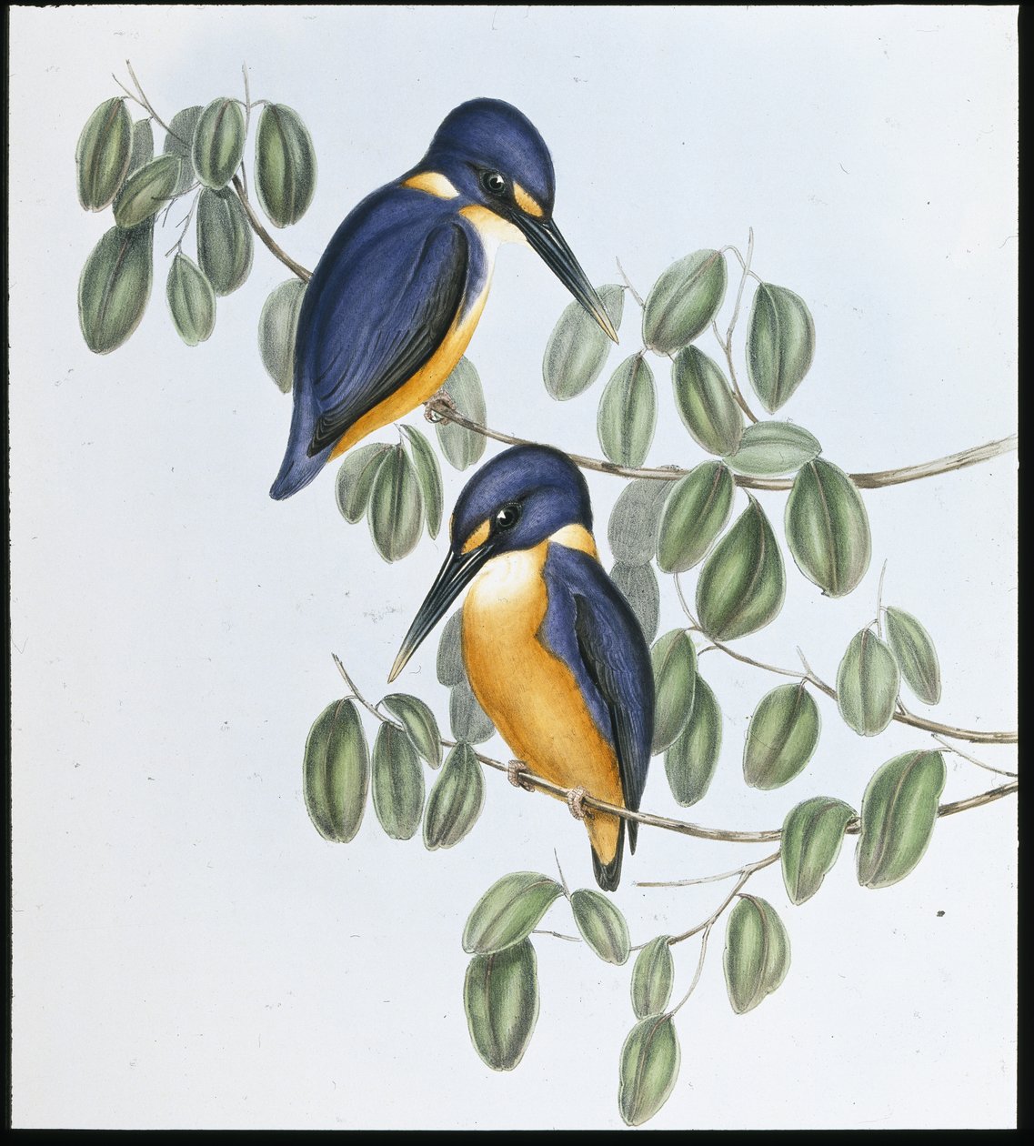 蔚蓝翠鸟 (Alcyone Azurea)（手绘石版画） 作者 约翰（继）古尔德
