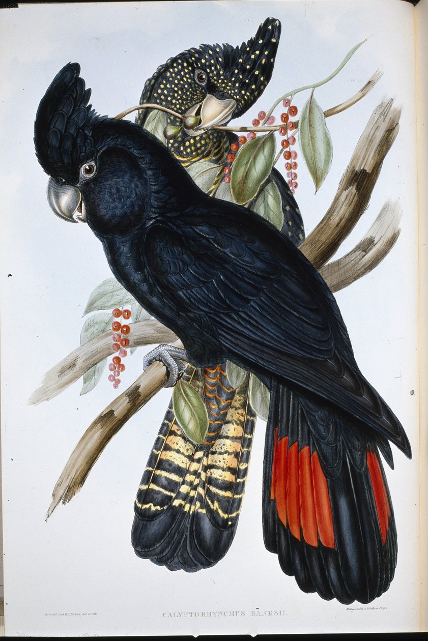 班克西鹦鹉（Calyptorhynchus Banksii）（手绘平版）。 作者 约翰（继）古尔德
