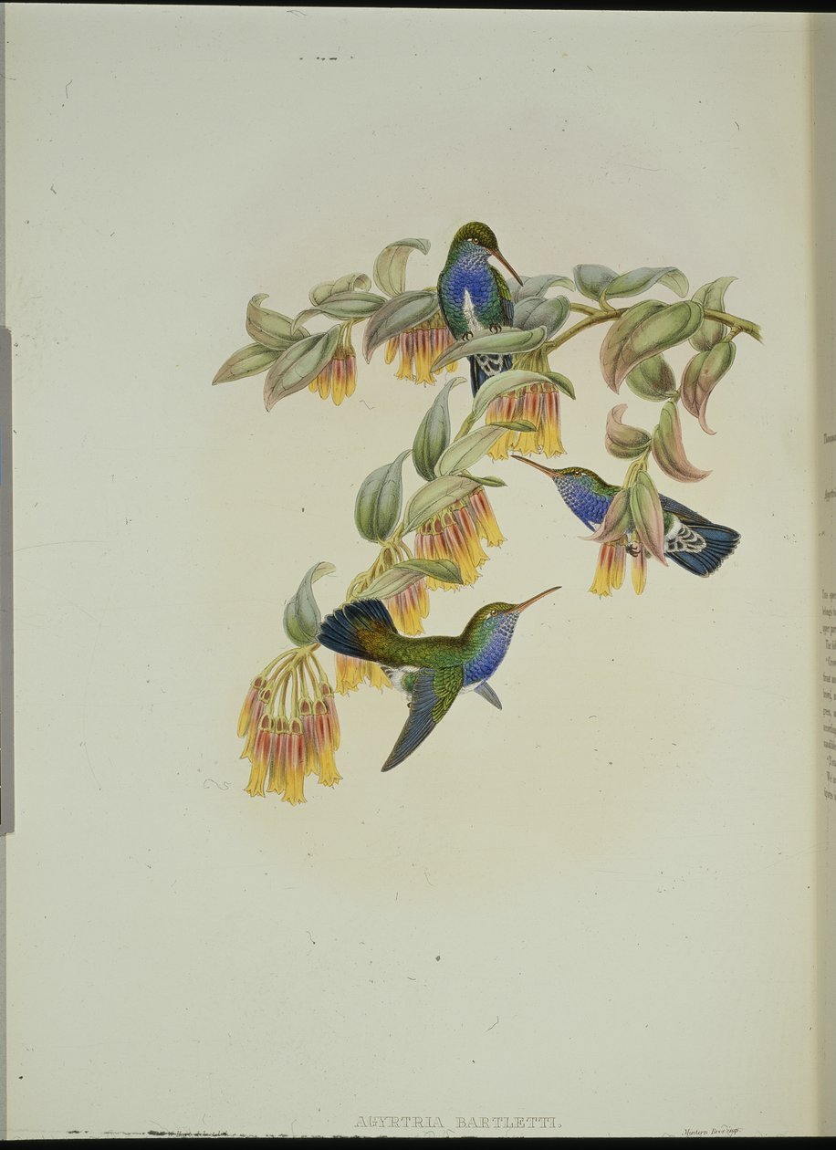 巴特利特绿宝石蜂鸟（Agyrtria Bartletti）（手绘石版画 作者 约翰（继）古尔德
