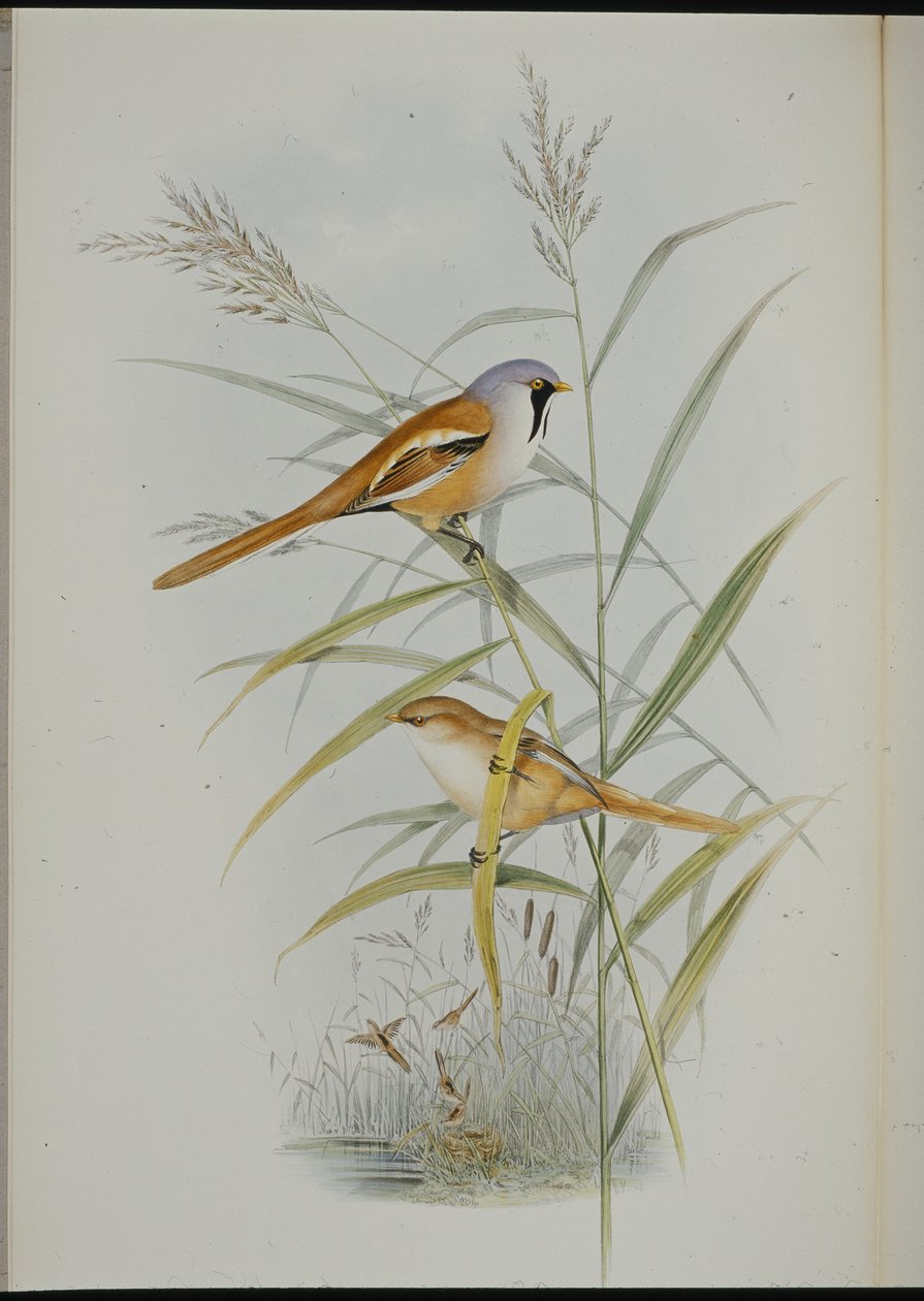大胡子山雀（Calamophilus Biarmicus）（手绘石版画） 作者 约翰（继）古尔德