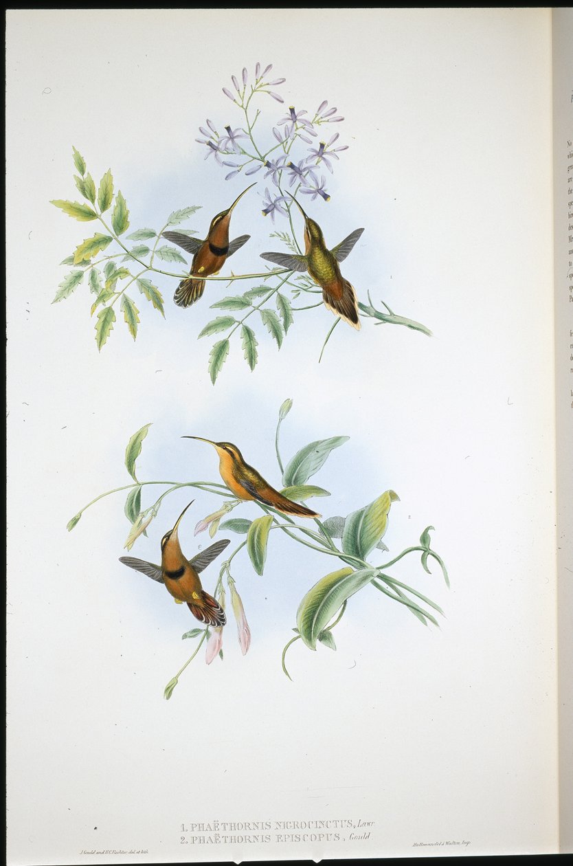 束带隐士（Phaethornis Nigrocinctus）和主教隐士（Phaethornis Episcopus）（手绘石版画） 作者 约翰（继）古尔德