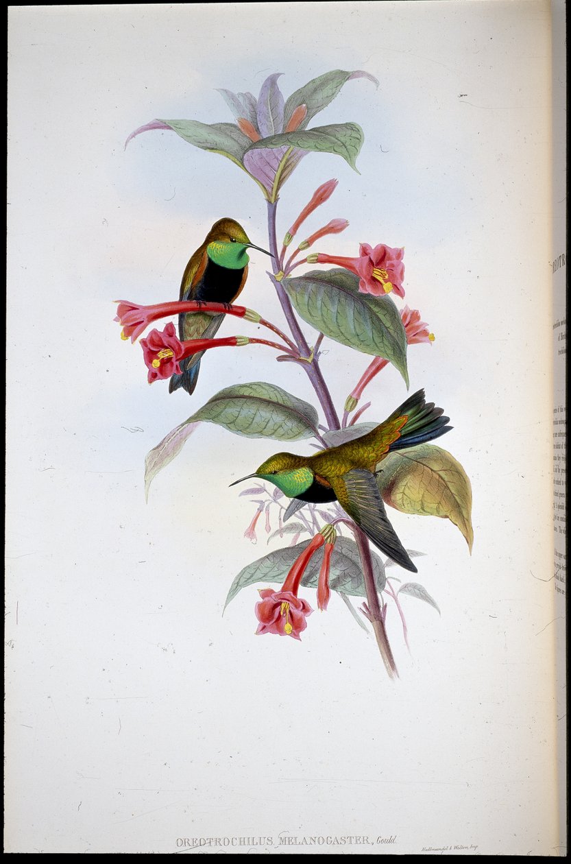 黑胸山星（Oreotrochilus Melanogaster）（手绘平版）。 作者 约翰（继）古尔德