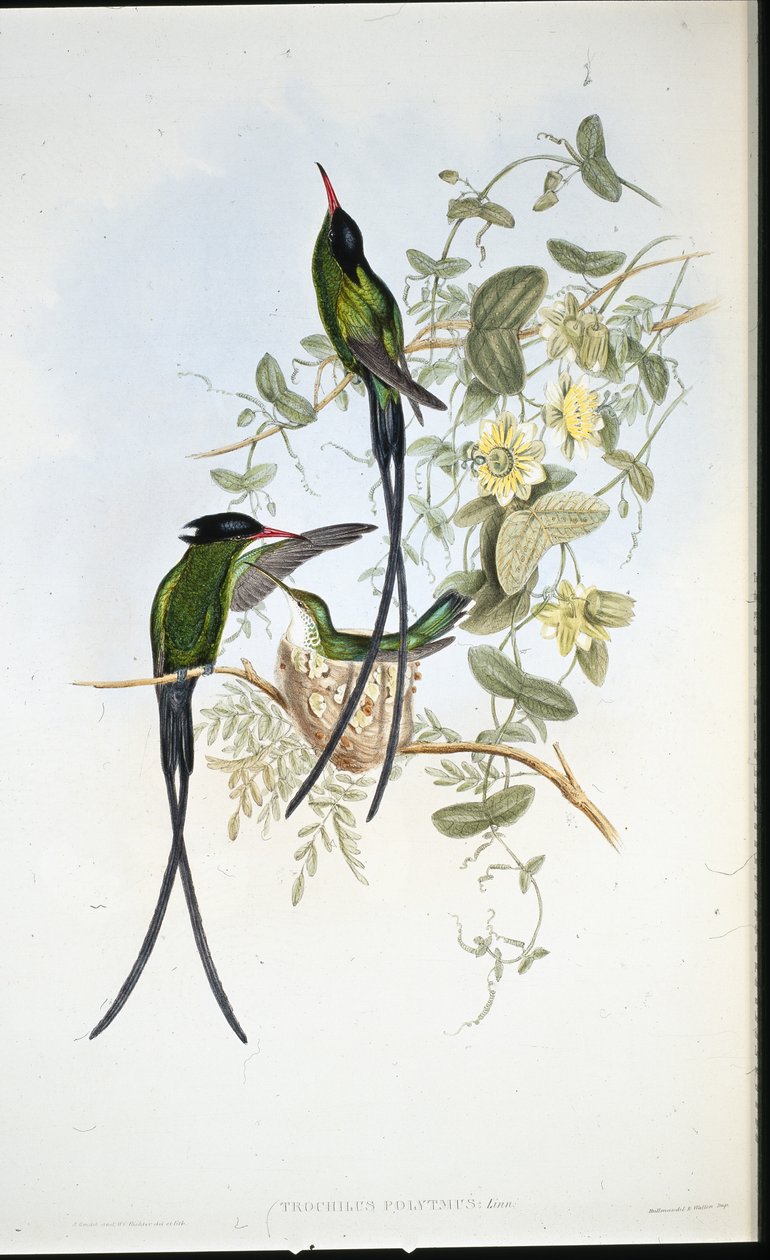 黑冠蜂鸟 (Trochilus polytmus)（手绘石版画） 作者 约翰（继）古尔德