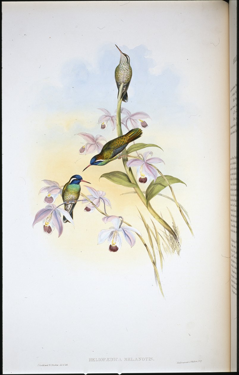 黑耳蜂鸟(Heliopaedica Melanotis)(手绘平版) 作者 约翰（继）古尔德