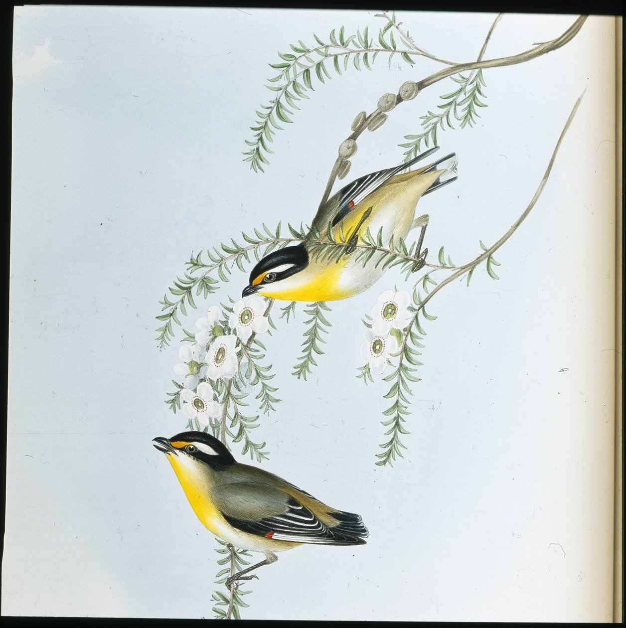 黑头鹦鹉（Pardalotus Melanocephalus）（手绘平版）。 作者 约翰（继）古尔德