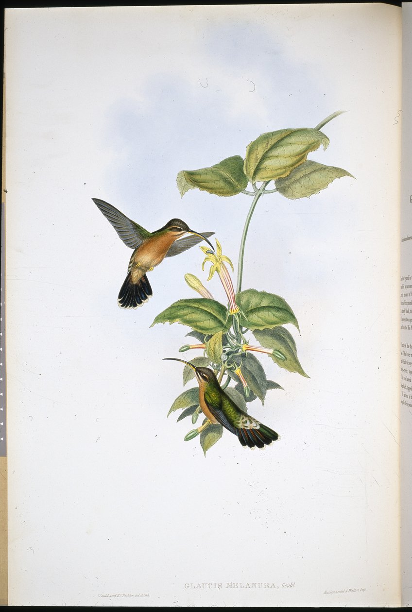 黑尾隐士(Glaucis Melanura)(手绘平版) 作者 约翰（继）古尔德