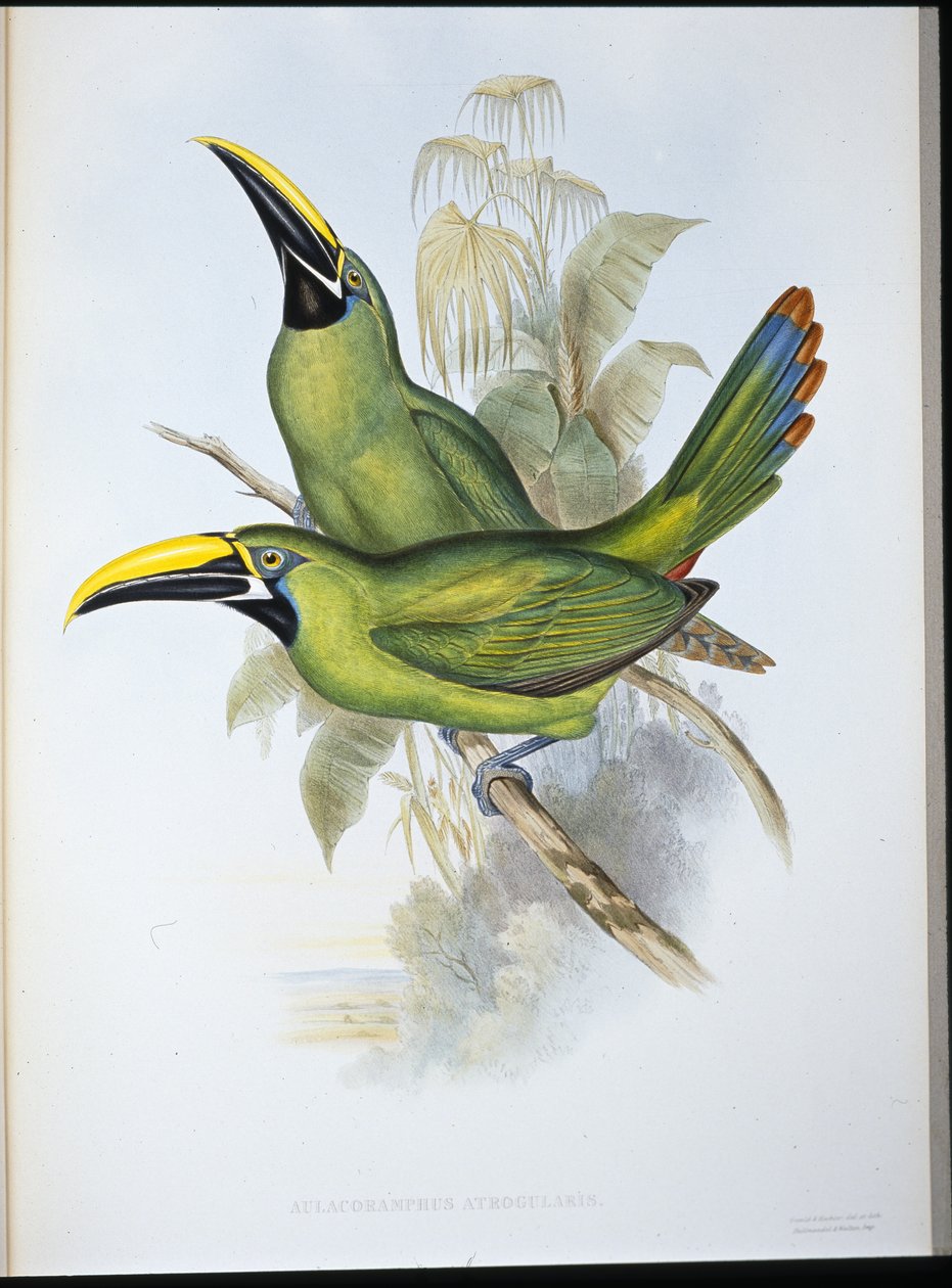 黑喉鸟（Aulacoramphus Atrogularis）（手绘版）。 作者 约翰（继）古尔德
