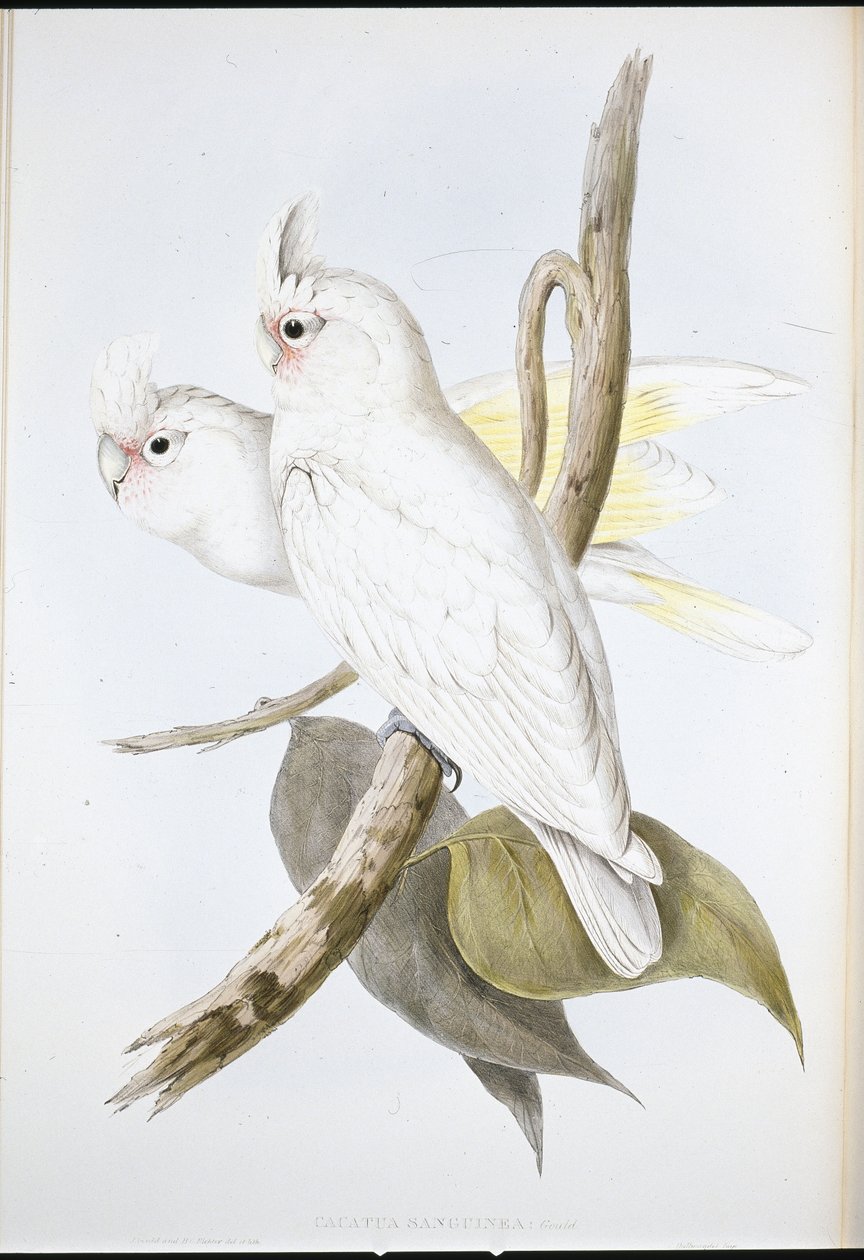 染血凤头鹦鹉（Cacatua Sanguinea）（手绘石版画） 作者 约翰（继）古尔德