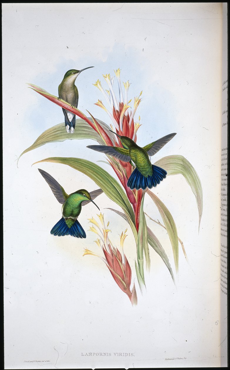 蓝尾芒果蜂鸟（Lampornis Viridis）（手绘石版）。 作者 约翰（继）古尔德