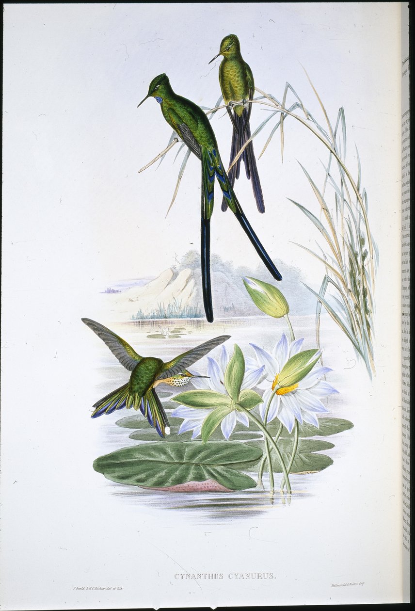 蓝尾精灵(Cynanthus Cyanurus)(手绘平版) 作者 约翰（继）古尔德