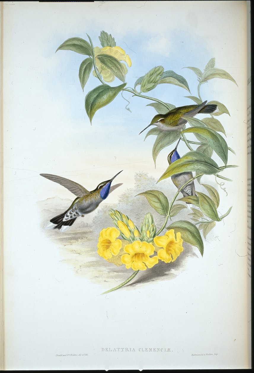 Blue-throated Cazique (Delattria Clemenciae)（手绘石版画） 作者 约翰（继）古尔德