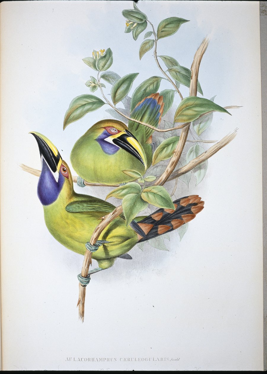 Blue-throated Groove-bill Toucan (Aulacoramphus Caeruleogularis) (手绘石版画) 作者 约翰（继）古尔德