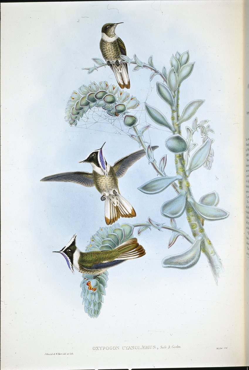 蓝喉鹤顶红(Oxypogon Cyanolaemus)(手绘平版) 作者 约翰（继）古尔德