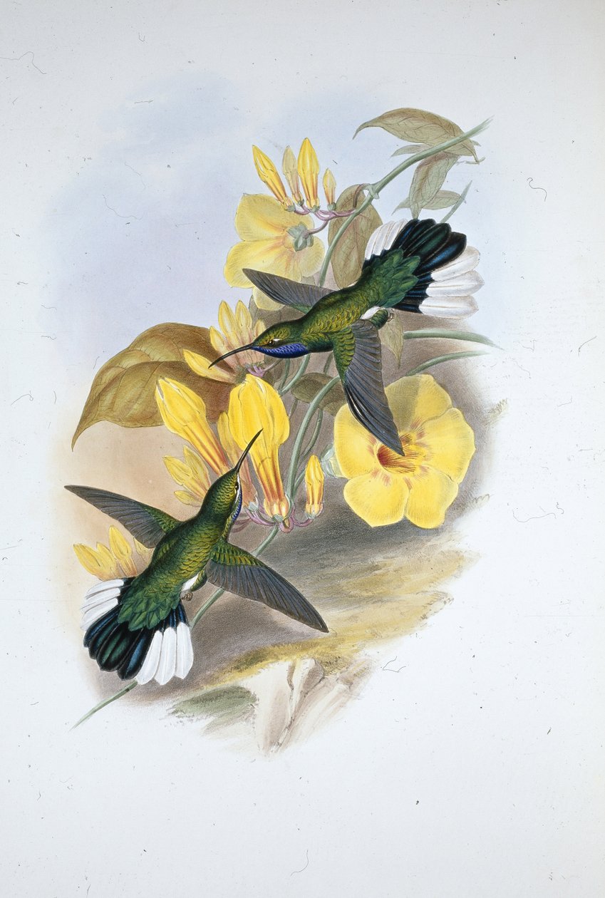 蓝喉剑翼鸟（Campylopterus Ensipennis）（手绘平版）。 作者 约翰（继）古尔德