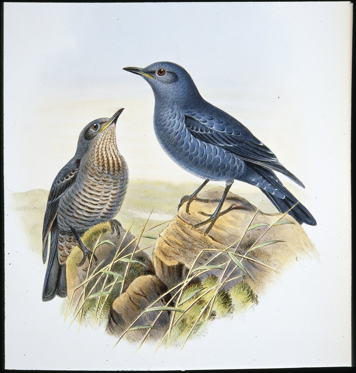 蓝岩画眉（Petrocossyphus Cyanus）（手绘石版画） 作者 约翰（继）古尔德