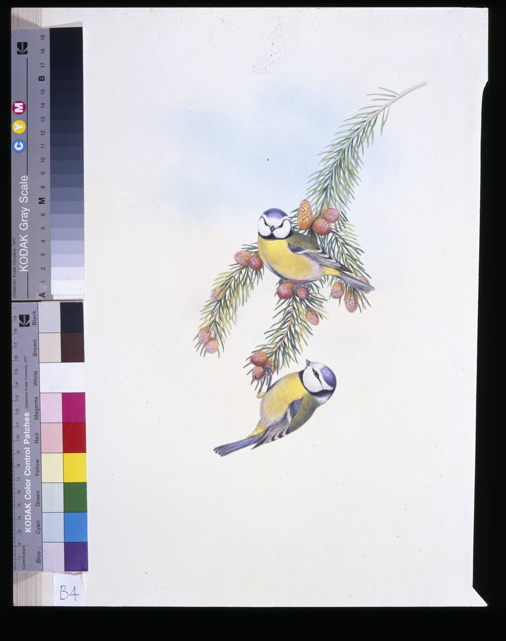 蓝山雀 (Parus Caeruleus)（手绘石版画） 作者 约翰（继）古尔德