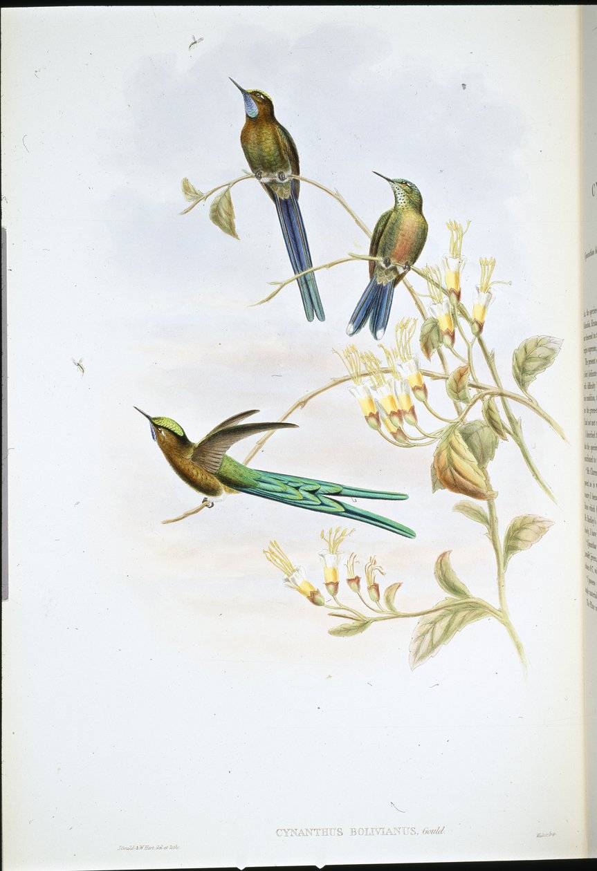 玻利维亚的Sylph(Cynanthus Bolivianus)(手绘平版) 作者 约翰（继）古尔德