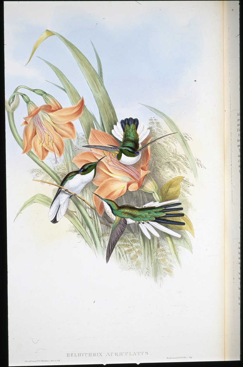 巴西仙子 (Heliothrix Auriculatus)（手绘石版画） 作者 约翰（继）古尔德