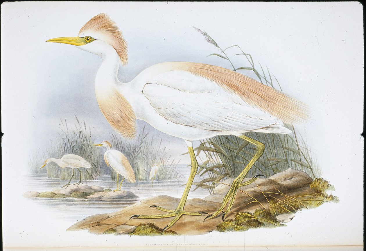 水牛背鹭（Bubulcus Rassatus）（手绘石版画 作者 约翰（继）古尔德