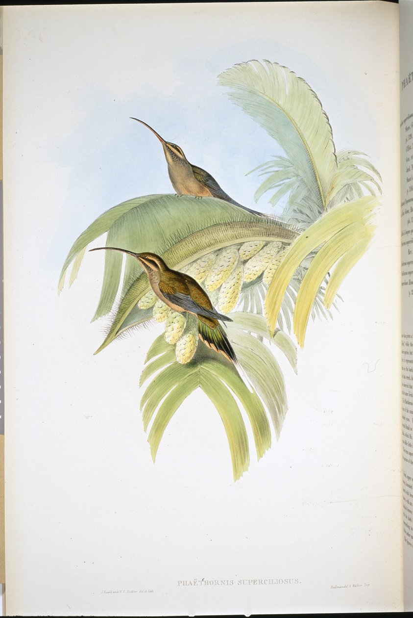 Cayenne Hermit (Phaethornis Superciliosus)（手绘石版画） 作者 约翰（继）古尔德