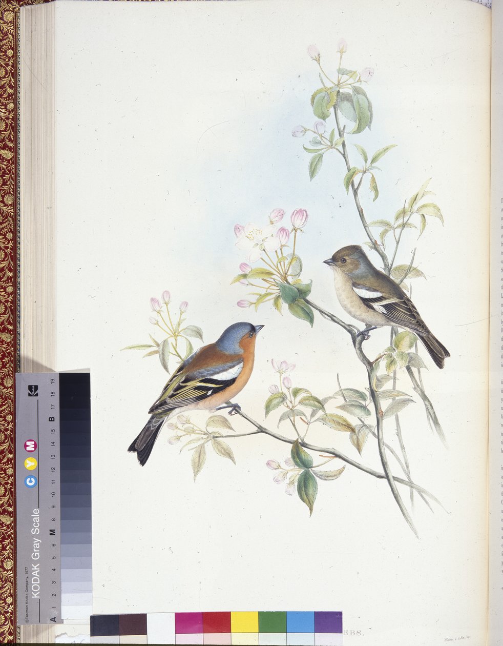红雀（Fringilla Caelebs）（手绘平版）。 作者 约翰（继）古尔德