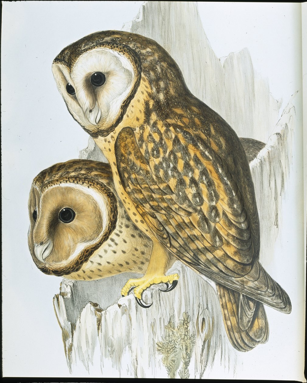 栗面猫头鹰(Strix Castanops)(手绘平版) 作者 约翰（继）古尔德