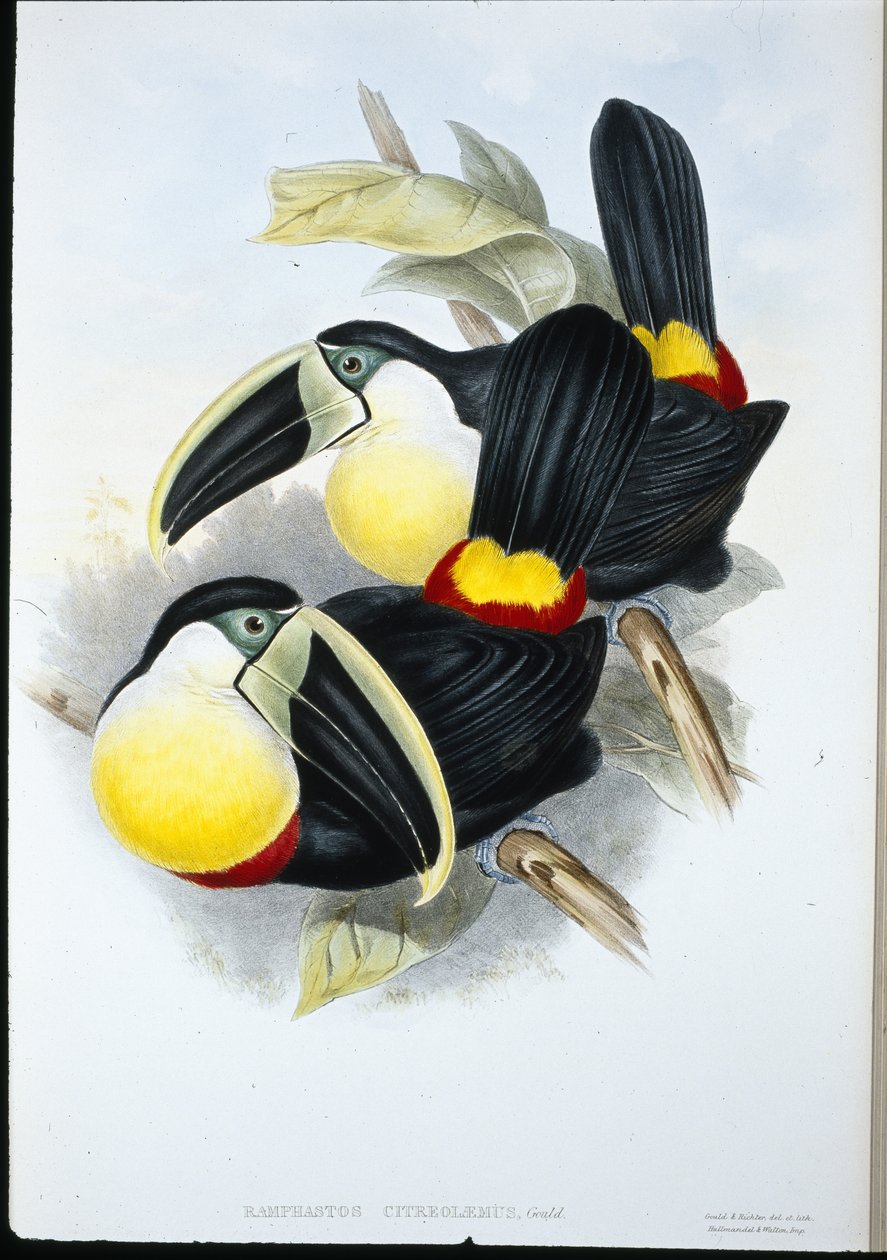 香橼胸鹦鹉（Ramphastos Citreolaemus）（手绘平版）。 作者 约翰（继）古尔德