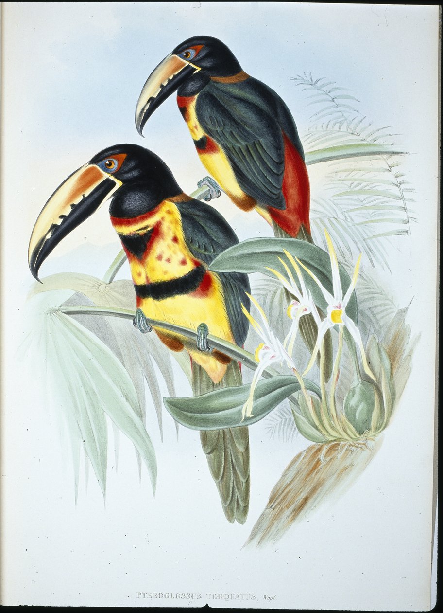 凤头鹦鹉（Pteroglossus Torquatus）（手绘版）。 作者 约翰（继）古尔德