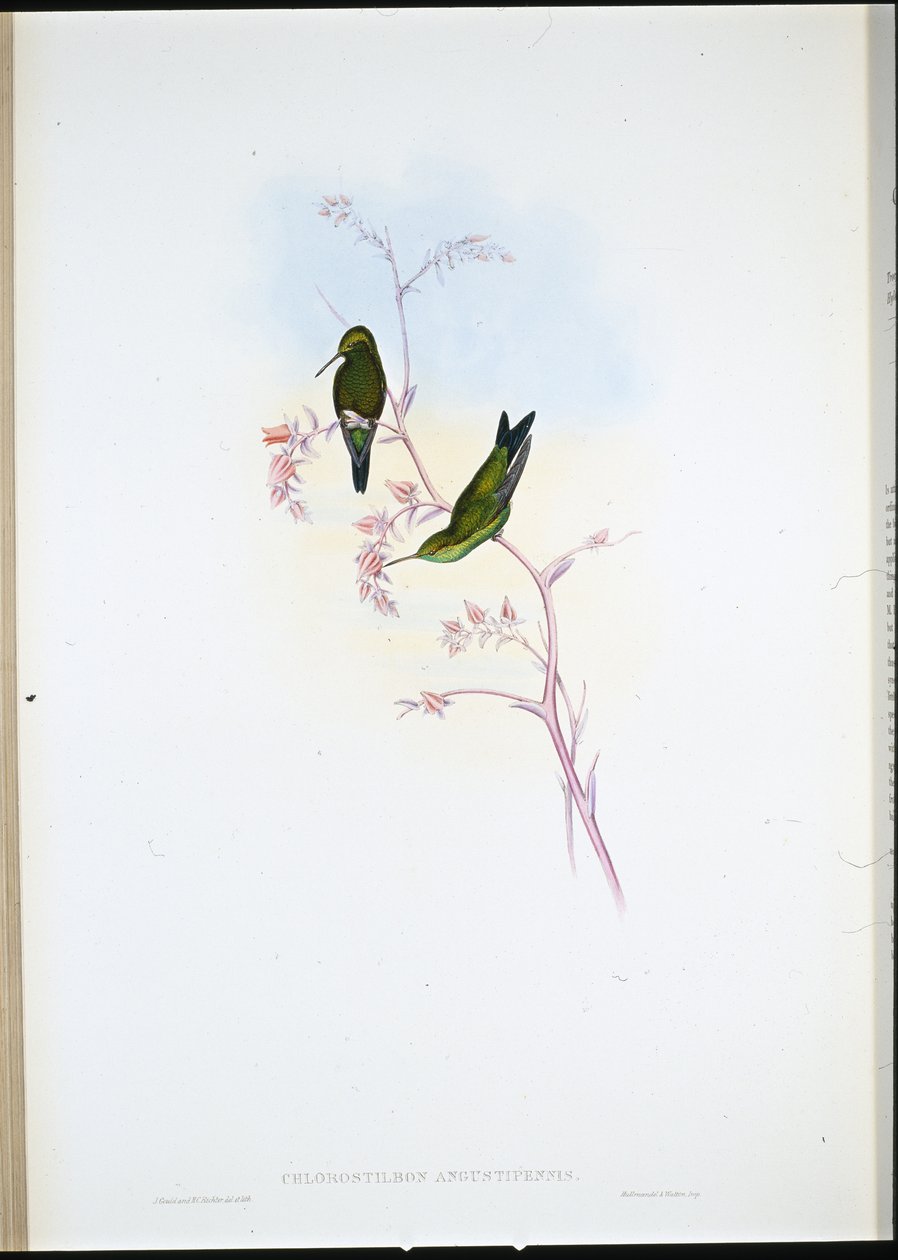 哥伦比亚祖母绿 (Chlorostilbon Angustipennis)（手绘石版画） 作者 约翰（继）古尔德
