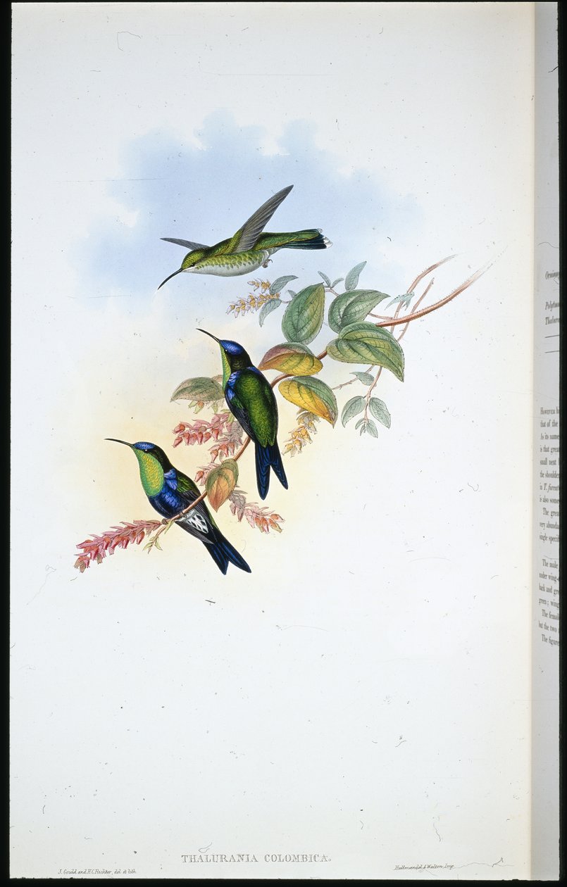 Columbian Panoplites / Coulmbian Wood-nymph (Thalurania Colombica)（手绘石版画） 作者 约翰（继）古尔德