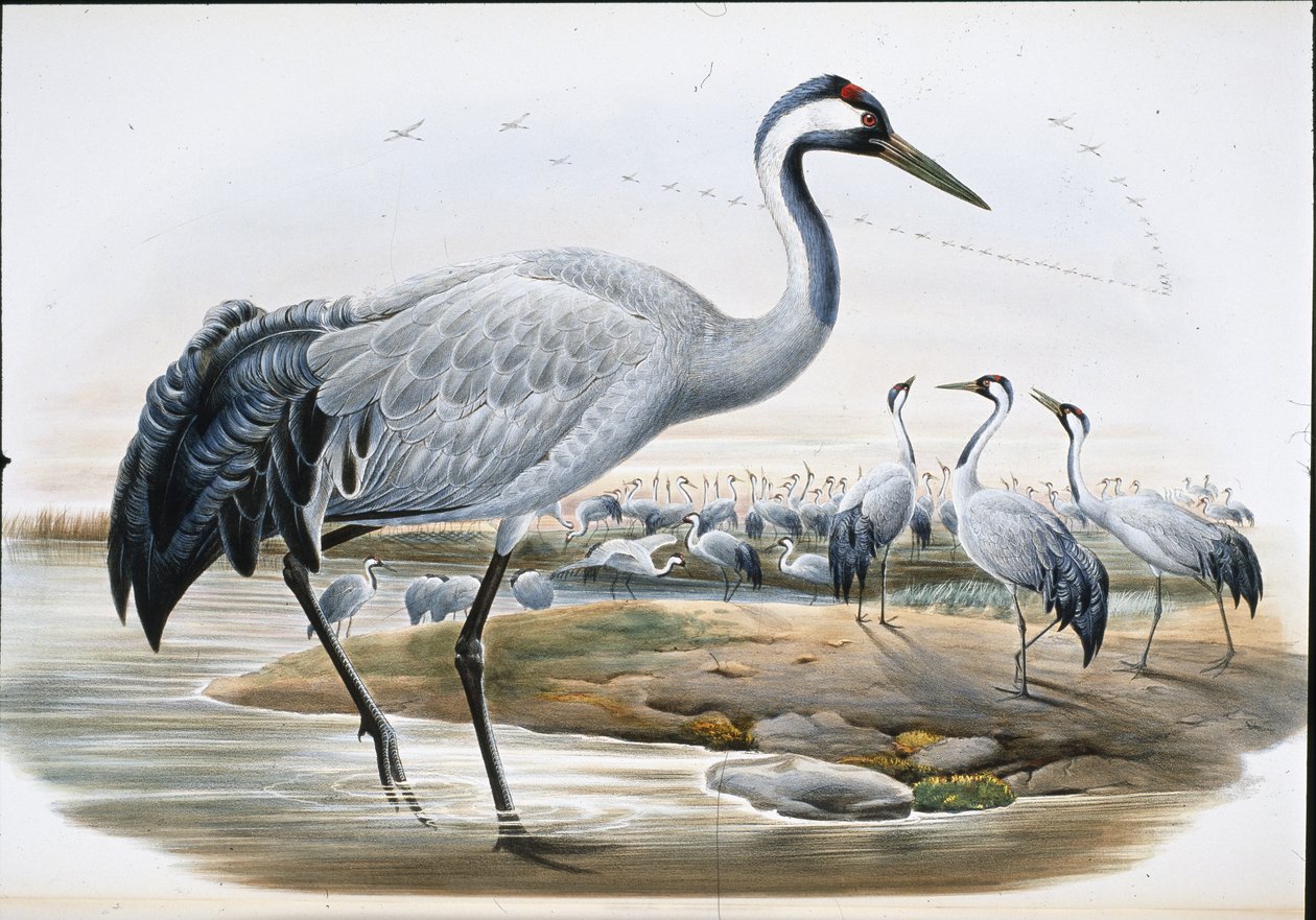 普通鹤（Grus Cinerea0）（手绘石版画 作者 约翰（继）古尔德
