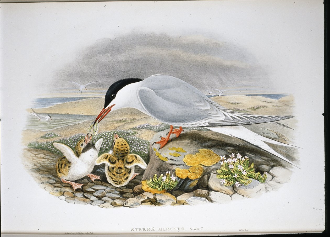 燕鸥(Stera Hirundo)(手绘平版) 作者 约翰（继）古尔德