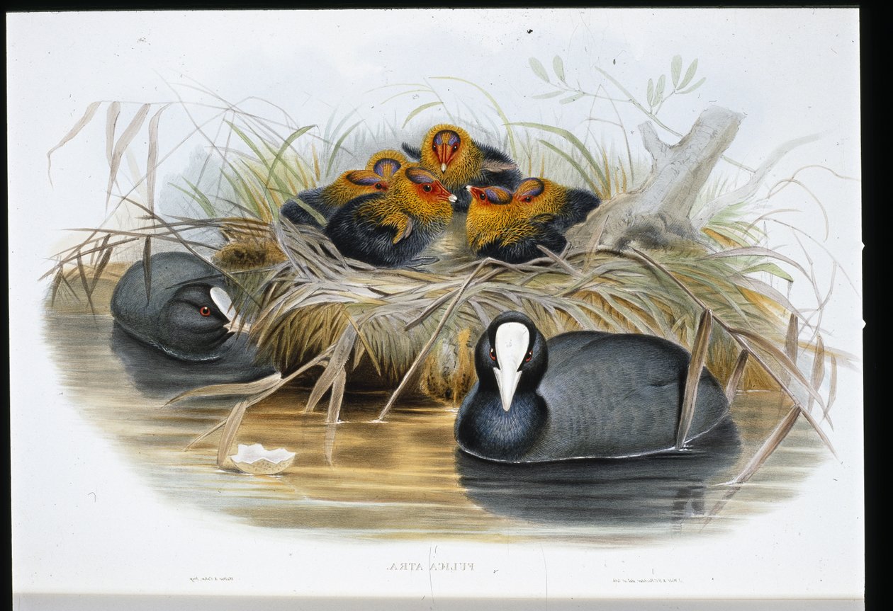 鹦鹉(Fulica Atra)(手绘平版) 作者 约翰（继）古尔德