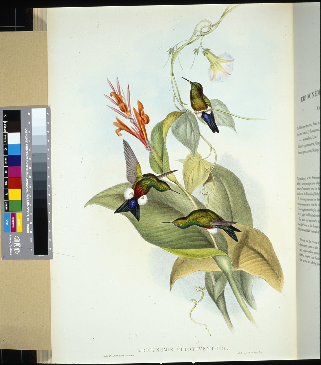 铜色腹股沟腿（eriocnemis cupreiventris）（手绘石膏画 作者 约翰（继）古尔德