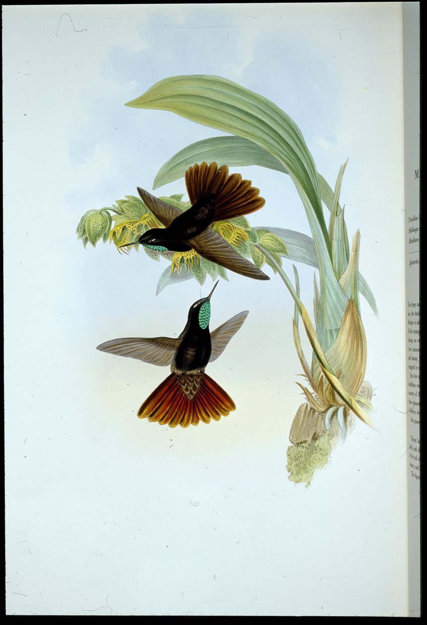 Coppery-tail (Metallura Cupreicauda)（手绘石版画） 作者 约翰（继）古尔德